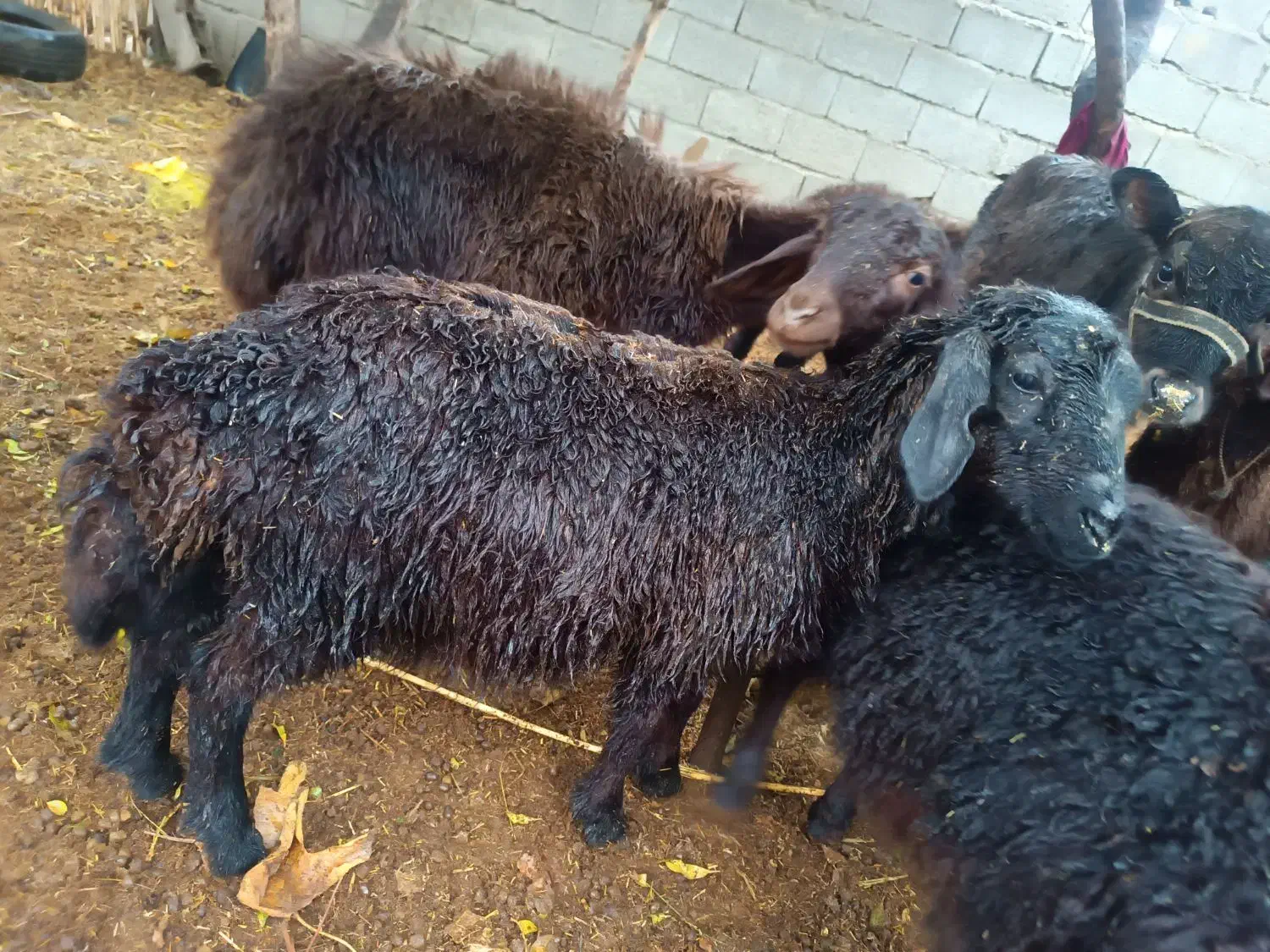 گوسفند بره|حیوانات مزرعه|گنبد کاووس, |دیوار