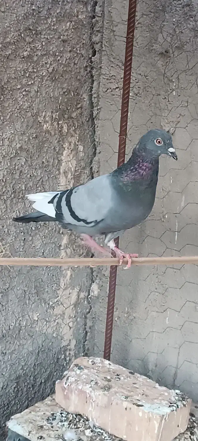 کفتر|پرنده|بهاباد, |دیوار