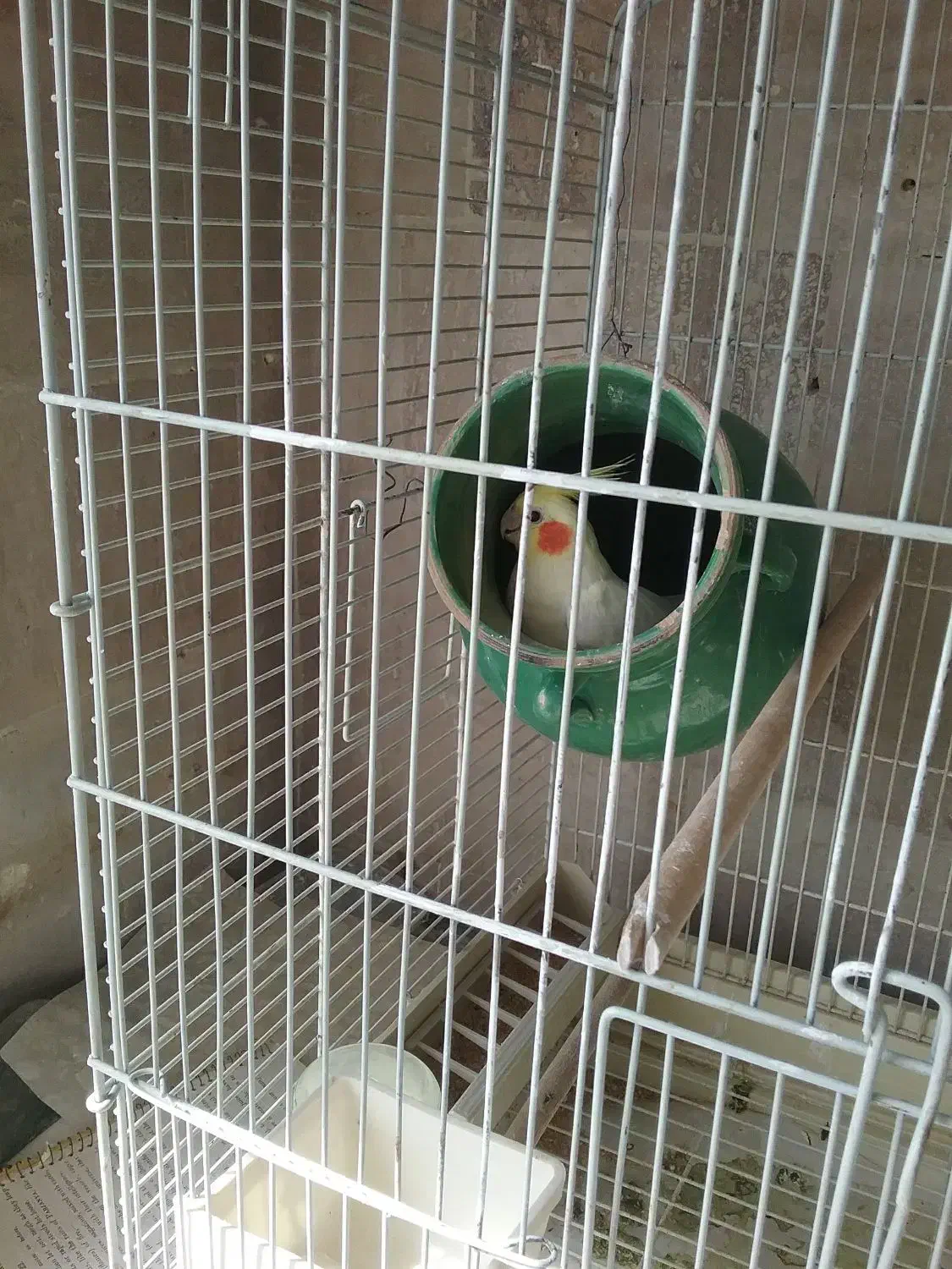 یک جفت لوتینو تخم گذار با باکوزه تخم گذاری|پرنده|کرج, فاز ۲ مهرشهر|دیوار