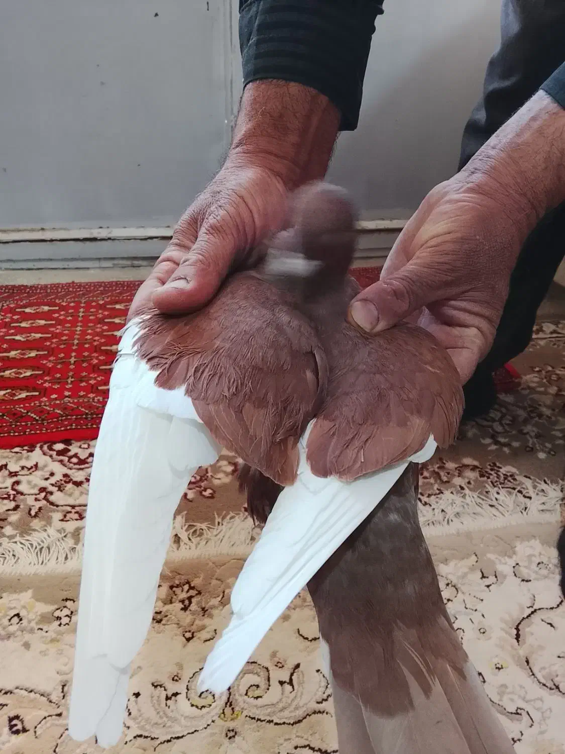 کفتر|پرنده|عطاملک, |دیوار