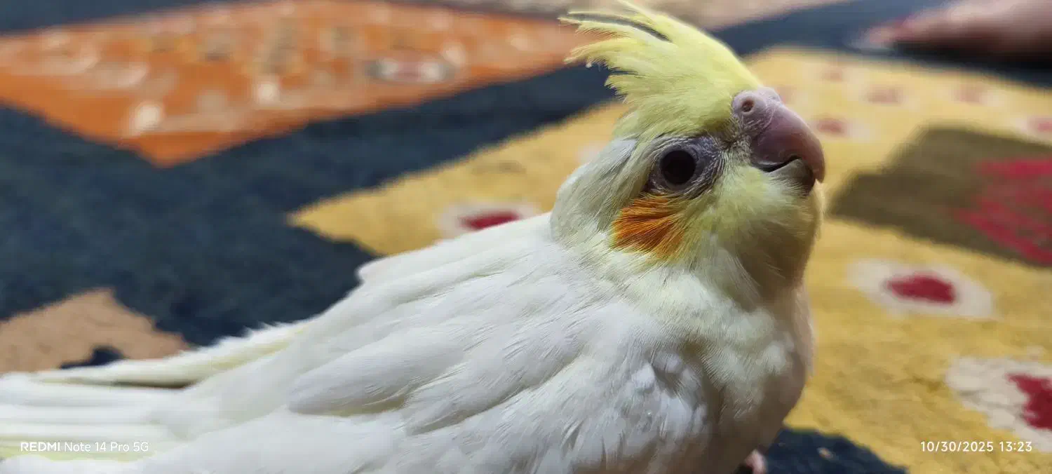 عروس هلندی لوتینو سرلاکی|پرنده|زرقان, |دیوار