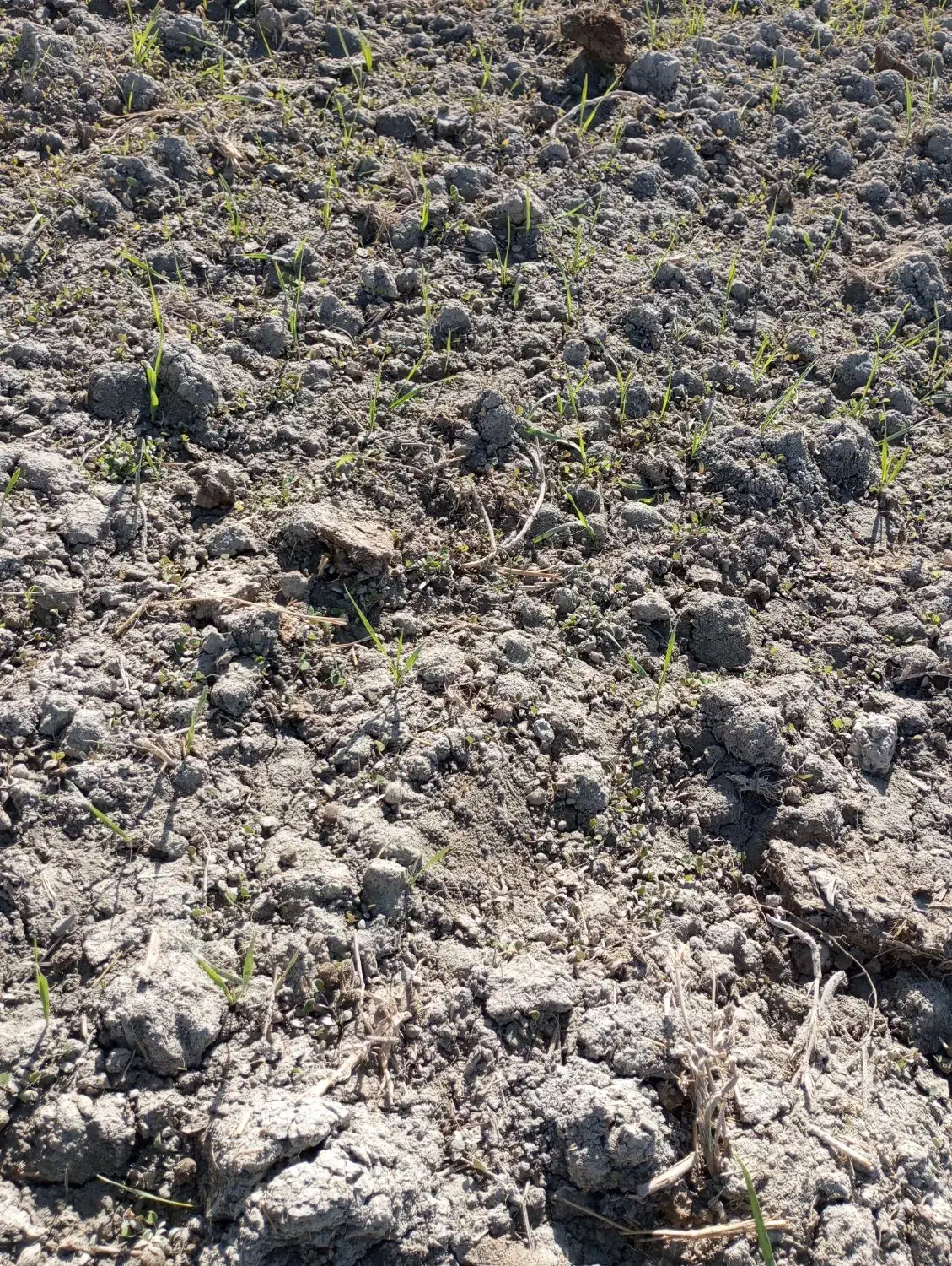 بذر یونجه تضمینی برا روشت|خدمات باغبانی و درختکاری|محمدبار, |دیوار