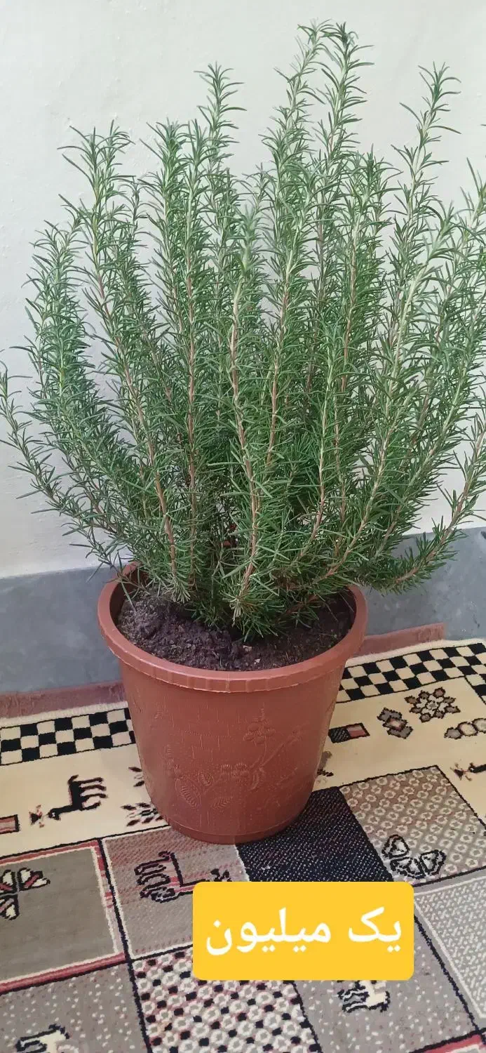 گل سالم خانگی|گل و گیاه طبیعی|مشگین شهر, |دیوار