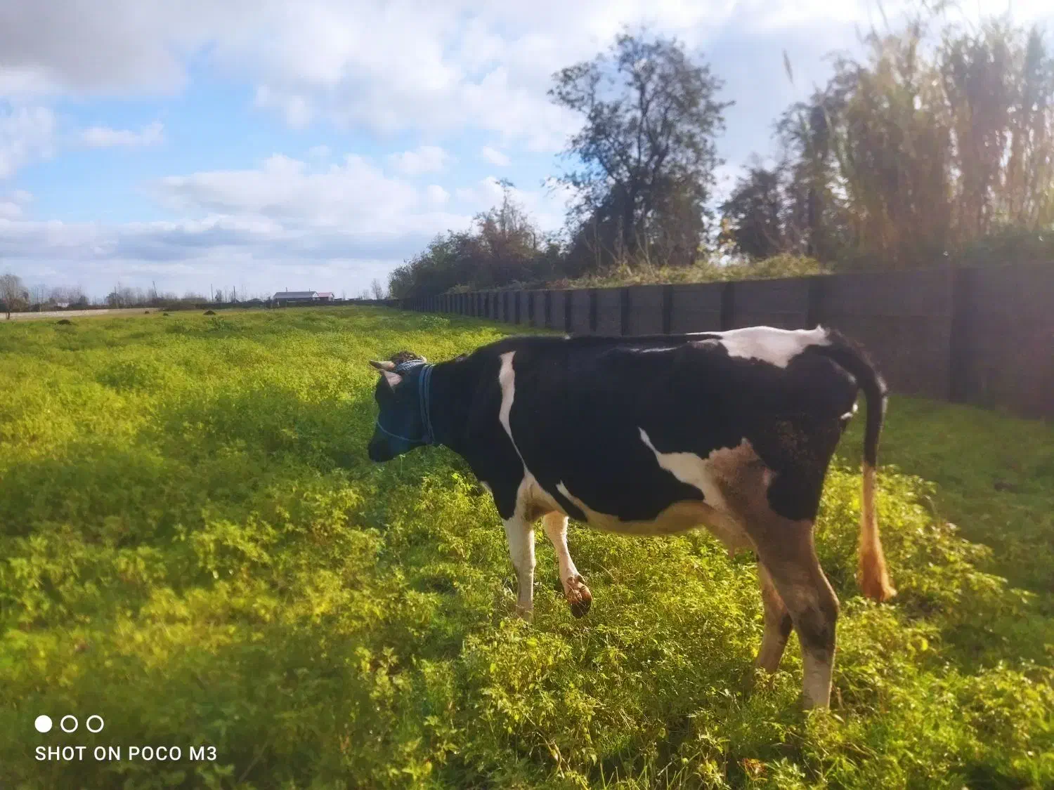 فروش گاو گوساله|حیوانات مزرعه|چاف و چمخاله, |دیوار