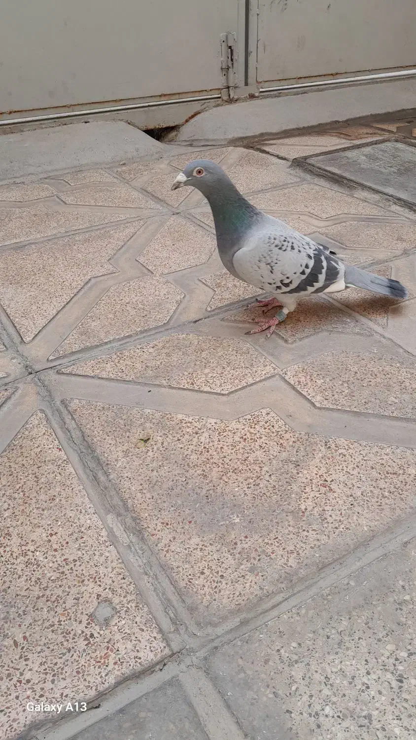 کفتر المانی مسافتی|پرنده|مشهد, انصار|دیوار