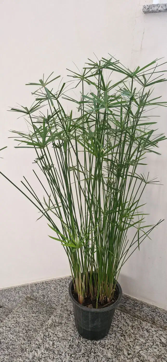 نخل|گل و گیاه طبیعی|اردبیل, |دیوار