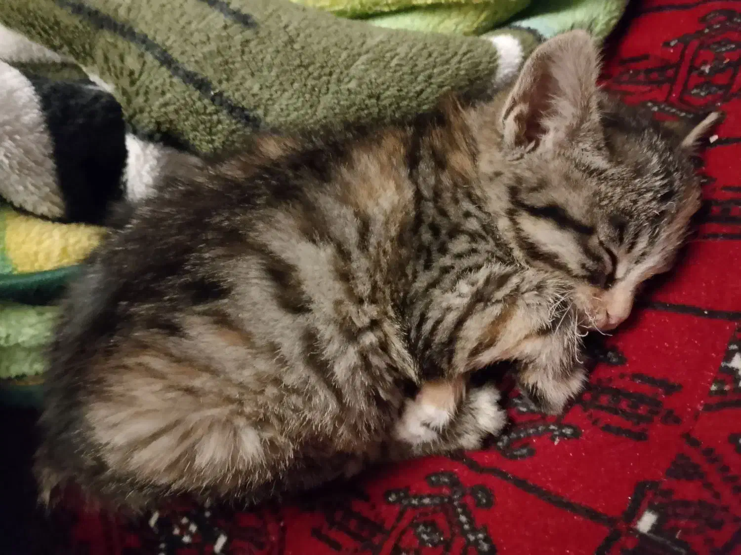 یک عددجوجه گربه نژاد دارپشمالو ی چشم سبز|گربه|تربت جام, یحیی آباد|دیوار