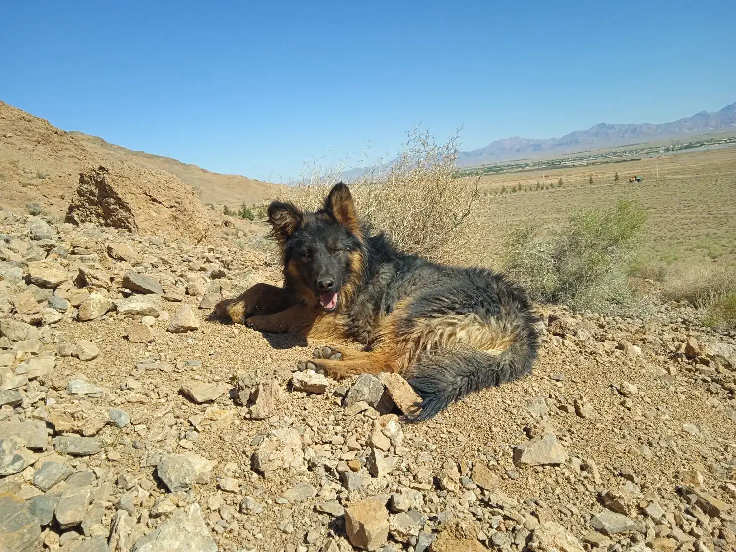 سنگ نژاد ژرمن وورک مو بلند|سگ|آباده, |دیوار