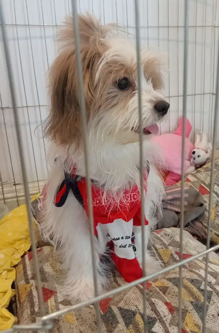 شیتزو. فوری|سگ|تهران, المهدی|دیوار