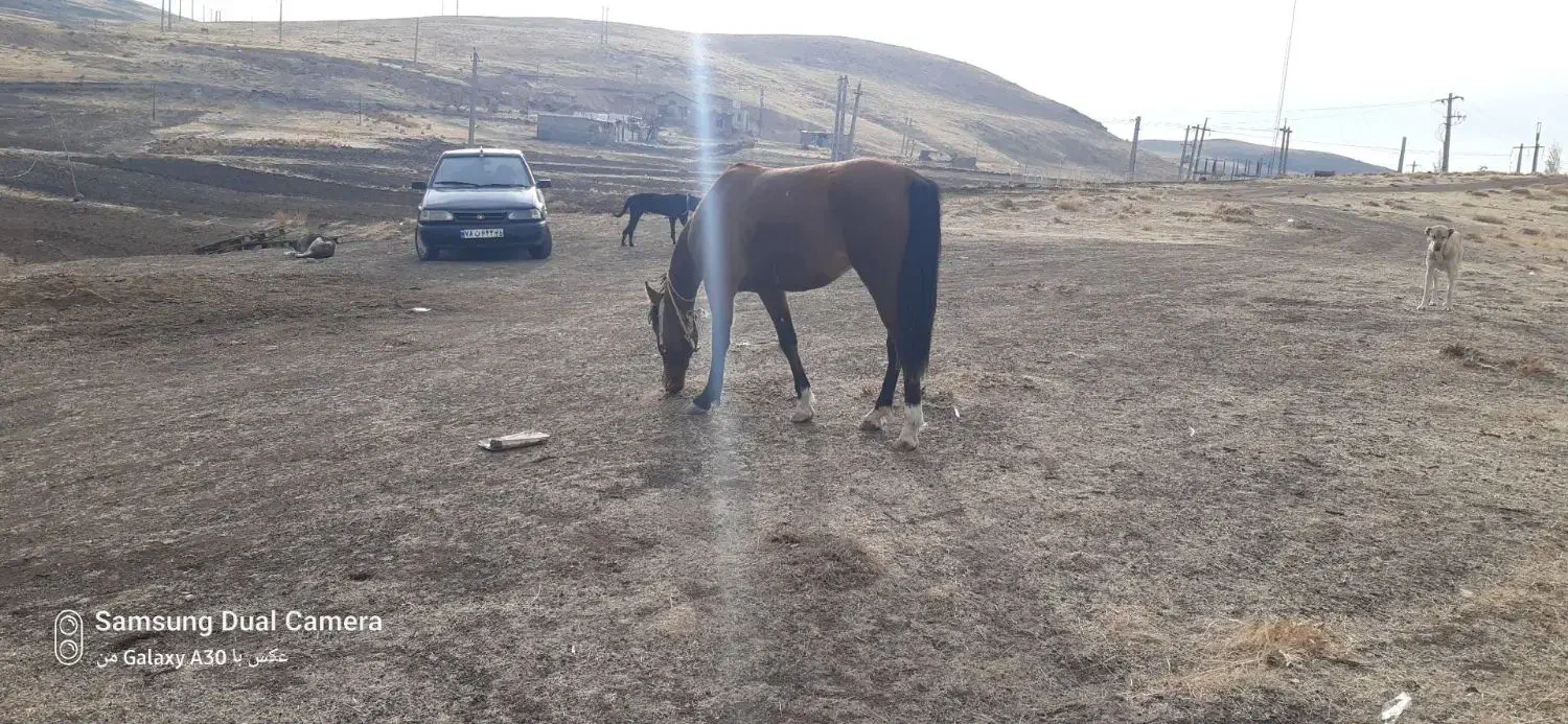 اسب|اسب و تجهیزات اسب‌سواری|میانه, |دیوار