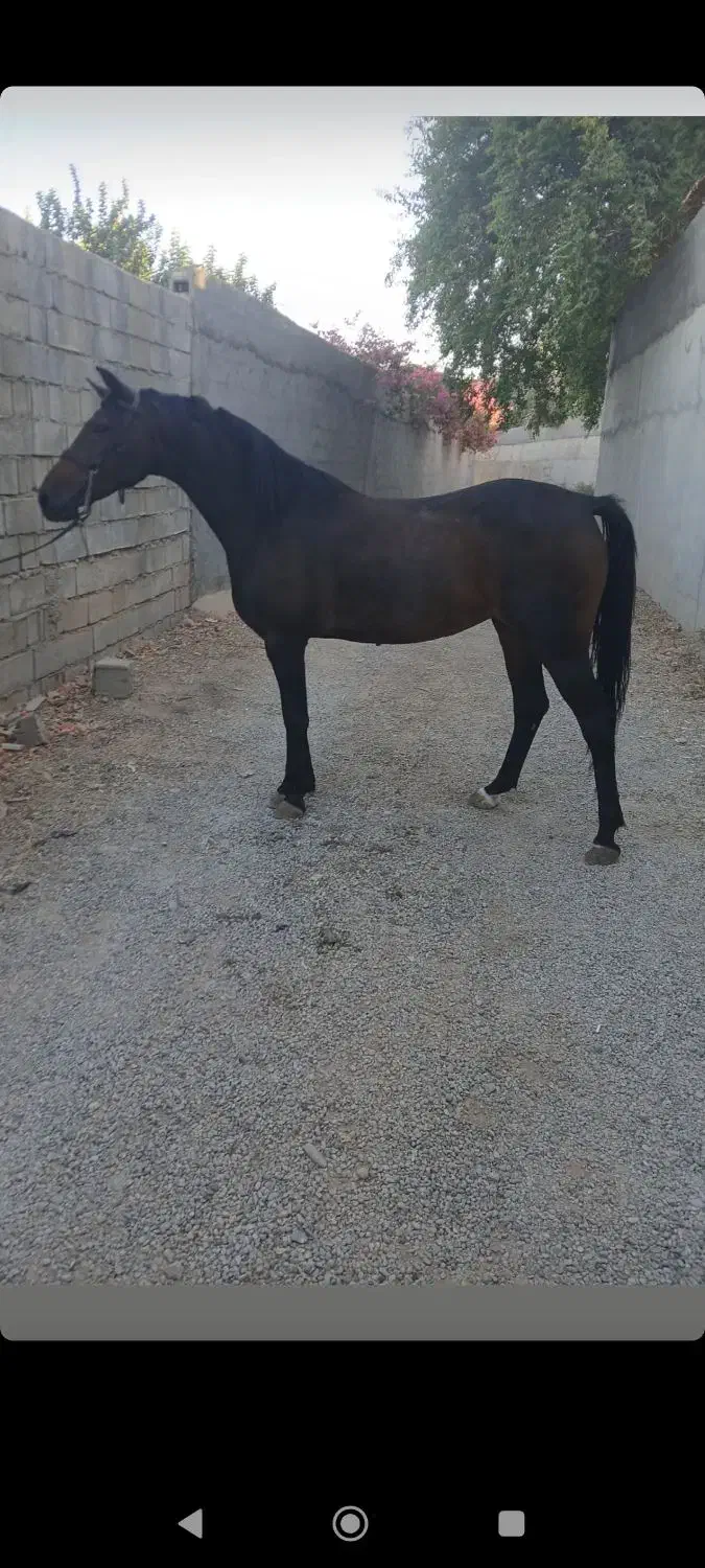 اسب|اسب و تجهیزات اسبسواری|شوشتر, |دیوار