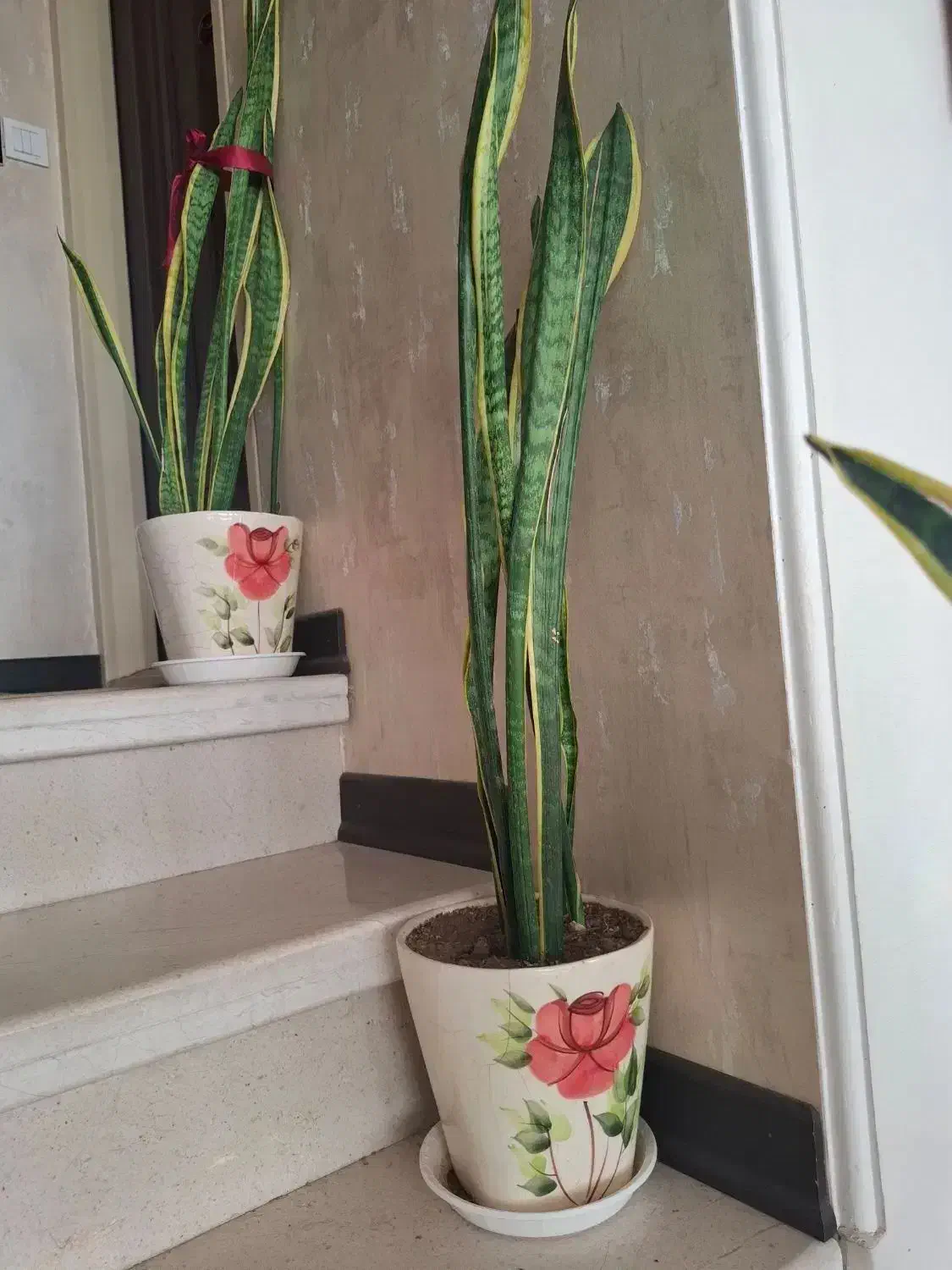 گل و گلدان|گل و گیاه طبیعی|کاشان, شهرک امیرالمومنین|دیوار