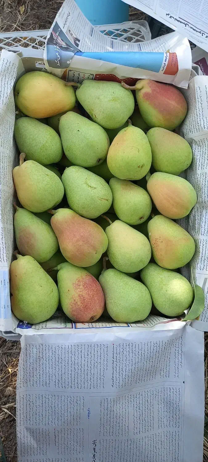 هرس درخت|خدمات باغبانی و درختکاری|خرمآباد, |دیوار