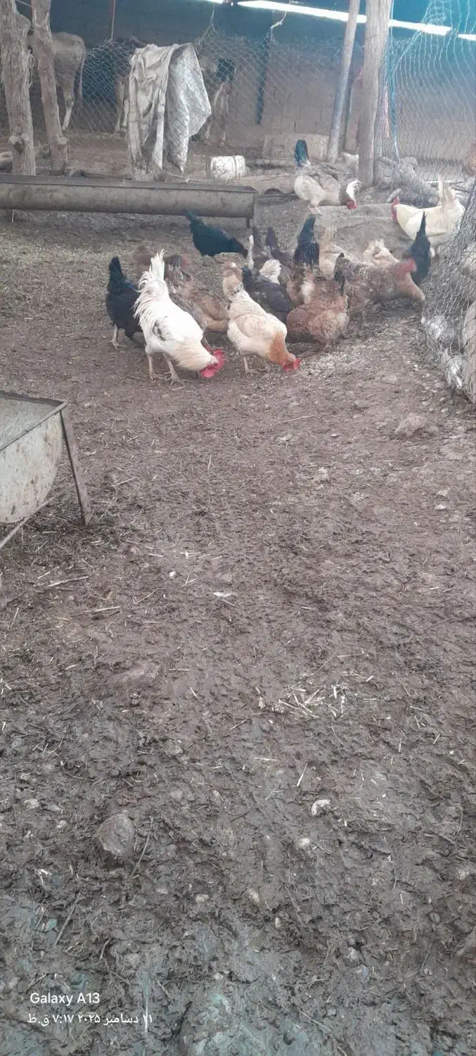 مرغ و خروس وبارنه|حیوانات مزرعه|گتوند, |دیوار