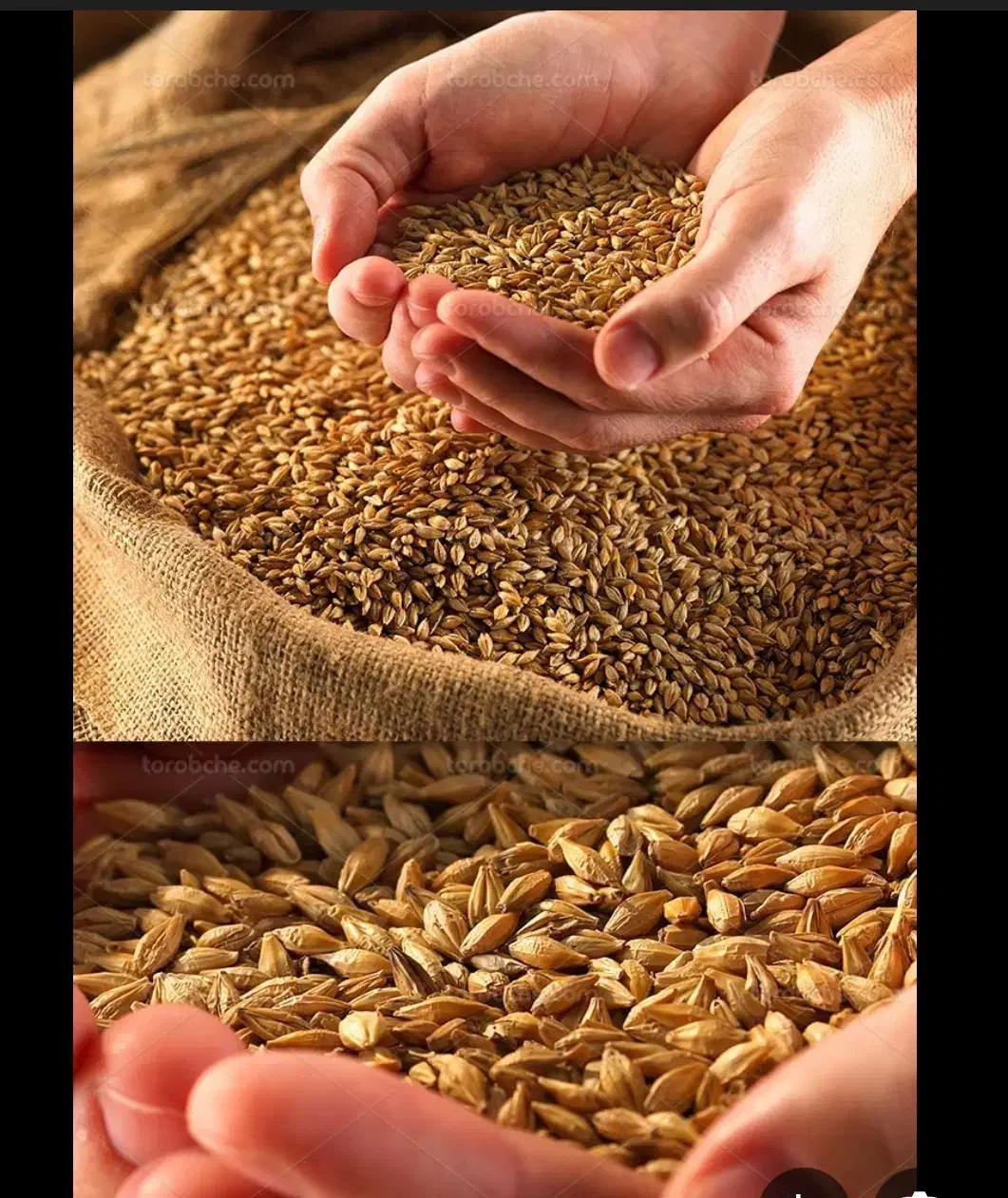 گندم|حراج|اسدآباد, |دیوار