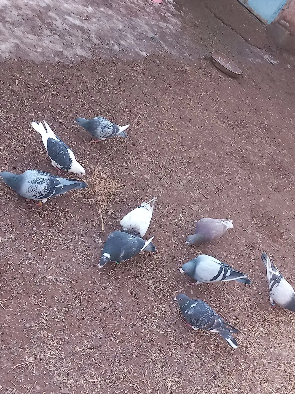 کبوتر|پرنده|میان جلگه, |دیوار