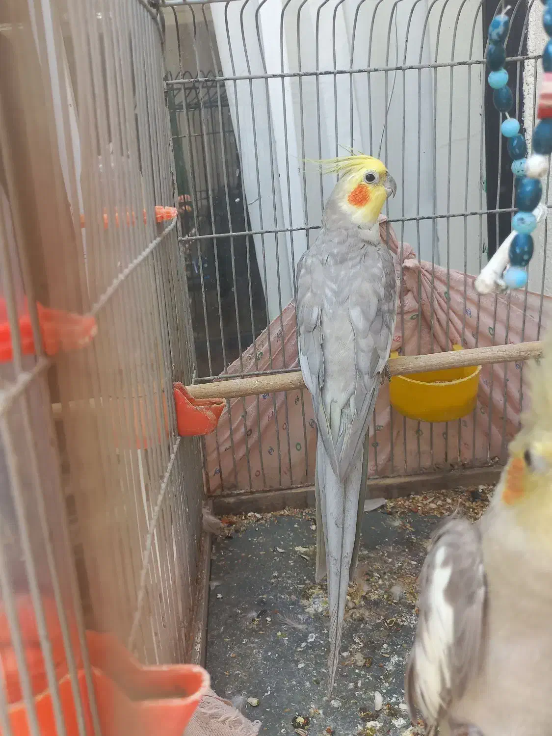 یک جفت عروس هلندی|پرنده|میانه, |دیوار