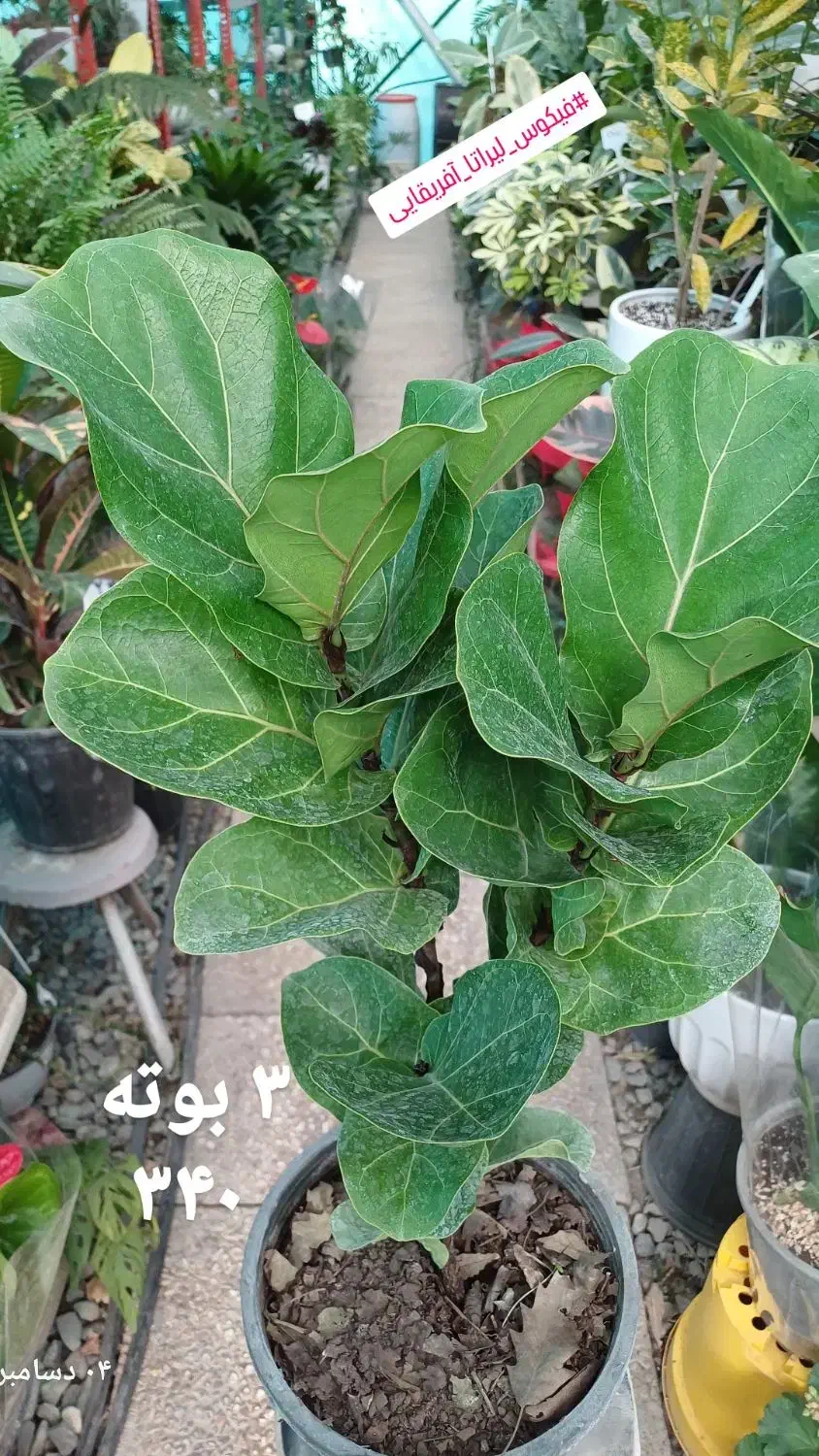 گیاهان آپارتمانی|گل و گیاه طبیعی|فردیس, شهرک ناز|دیوار