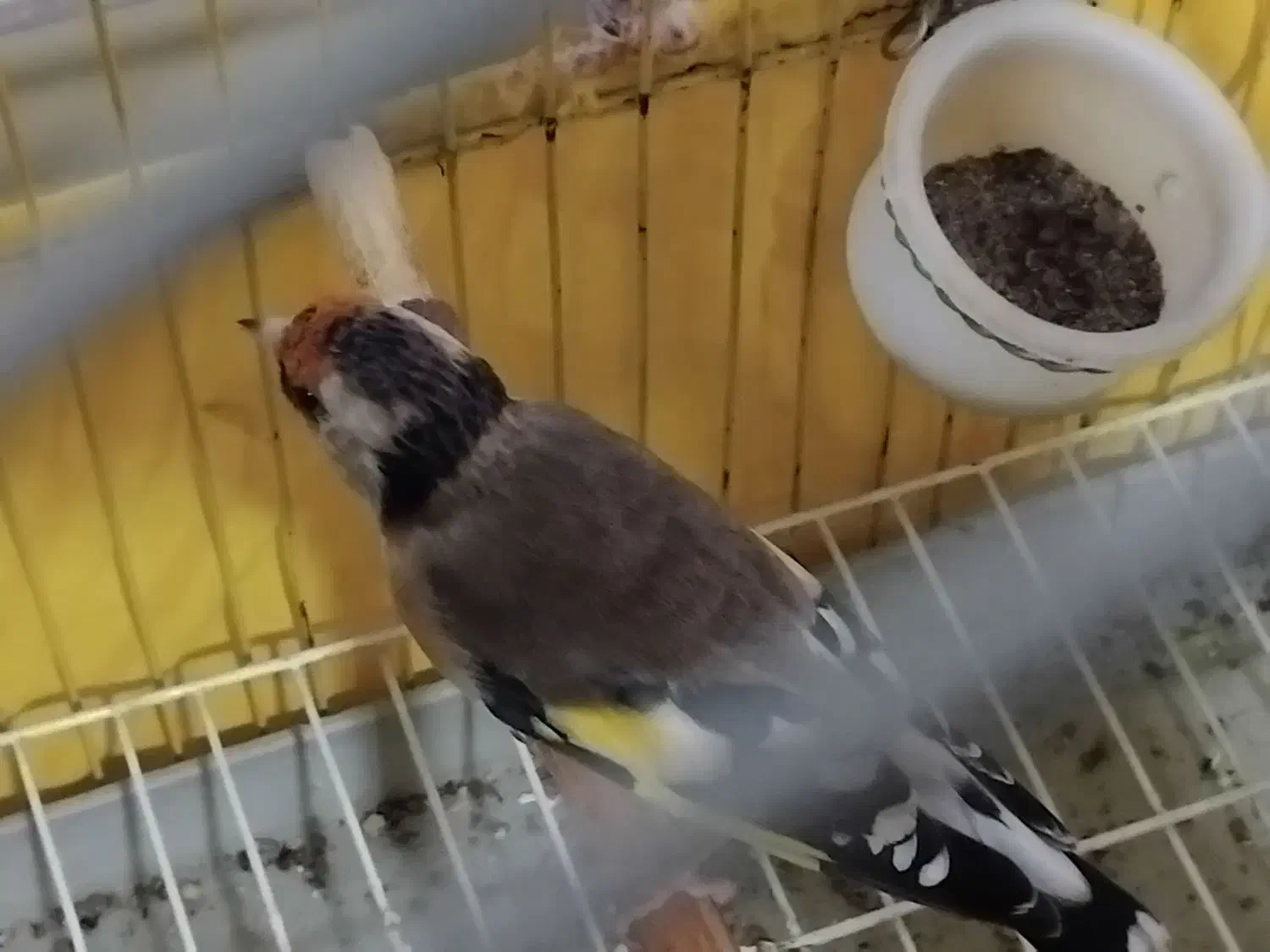 سهره فروشی|پرنده|تاکستان, |دیوار