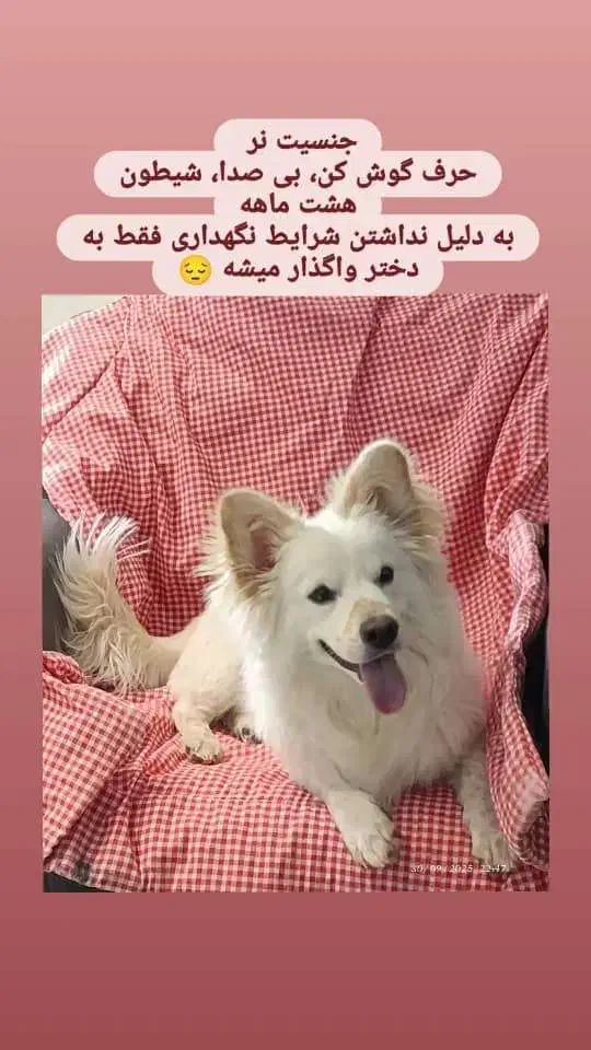 واگذاری سگ نژاد اشپیتز|سگ|اصفهان, بهارستان|دیوار