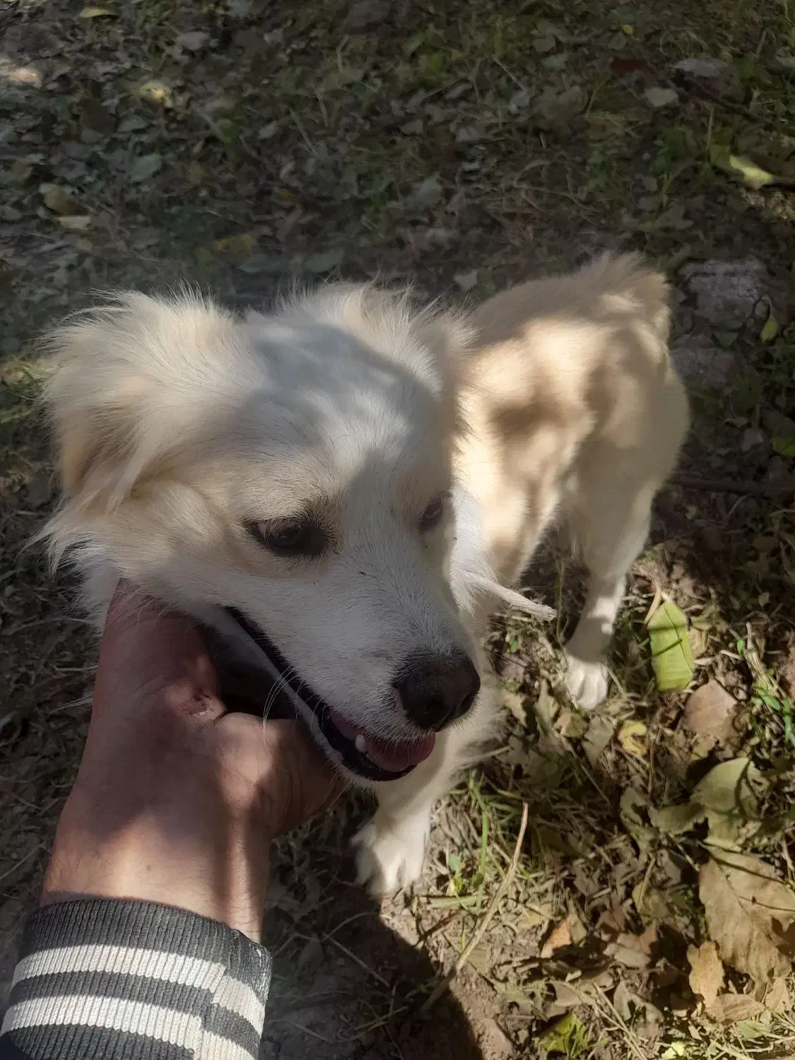 پا کوتاه نژاد دار|سگ|باروق, |دیوار