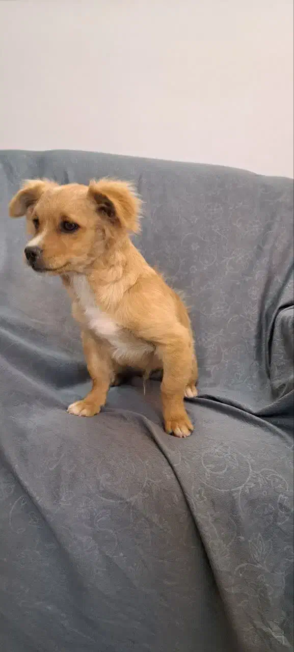 سگ پامر|سگ|مشهد, نیروی هوایی|دیوار