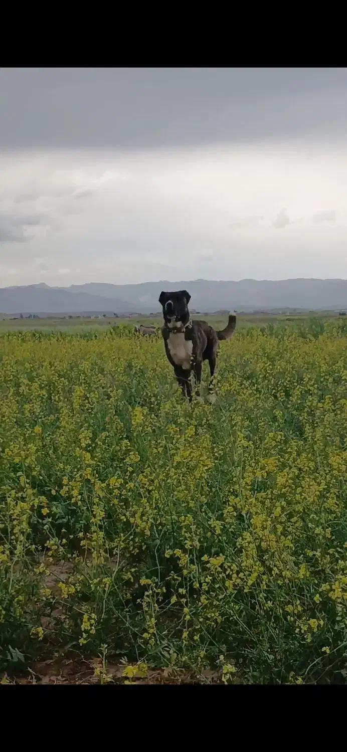 سگ گله|سگ|زاوه, |دیوار