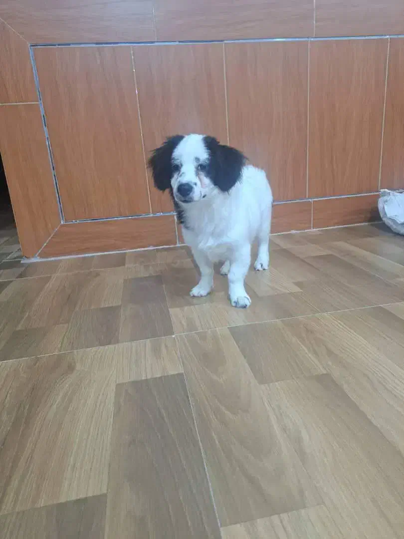 ایم سگ دیروز درعلی اباد گچی گم شده یانده مژدگانی|سگ|شهرضا, |دیوار