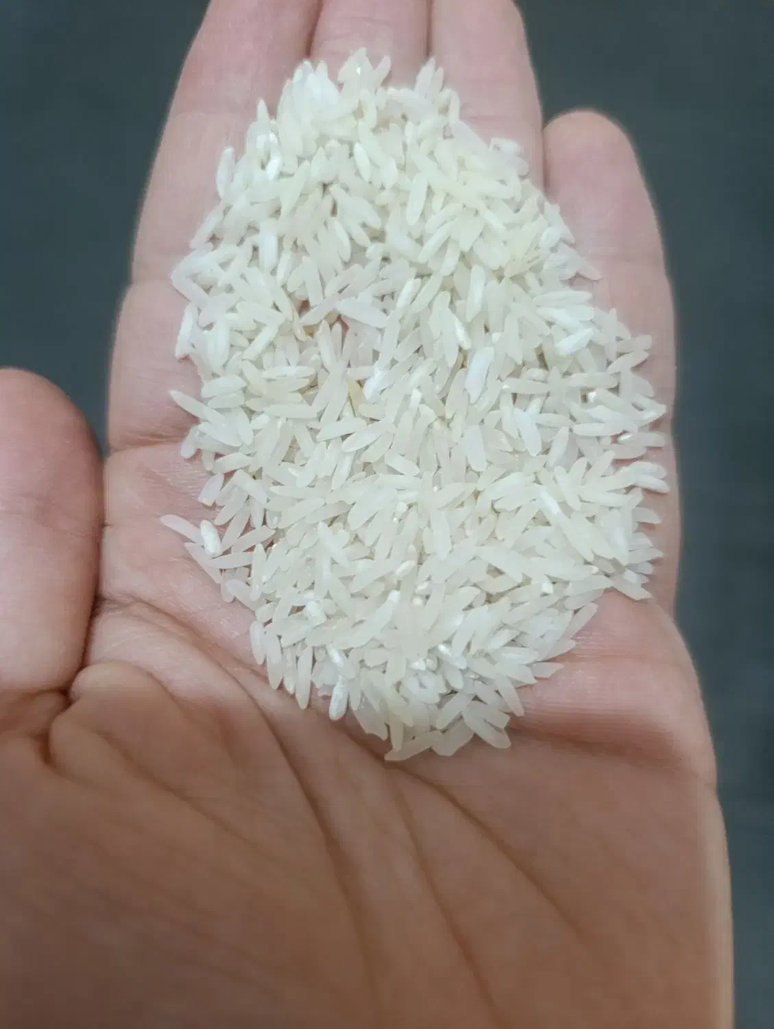 برنج فجر|خوردنی و آشامیدنی|مشهد, نوده|دیوار