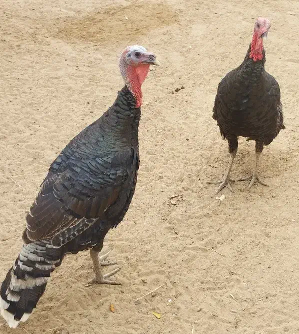 2 عدد بوقلمون|حیوانات مزرعه|باوی, |دیوار