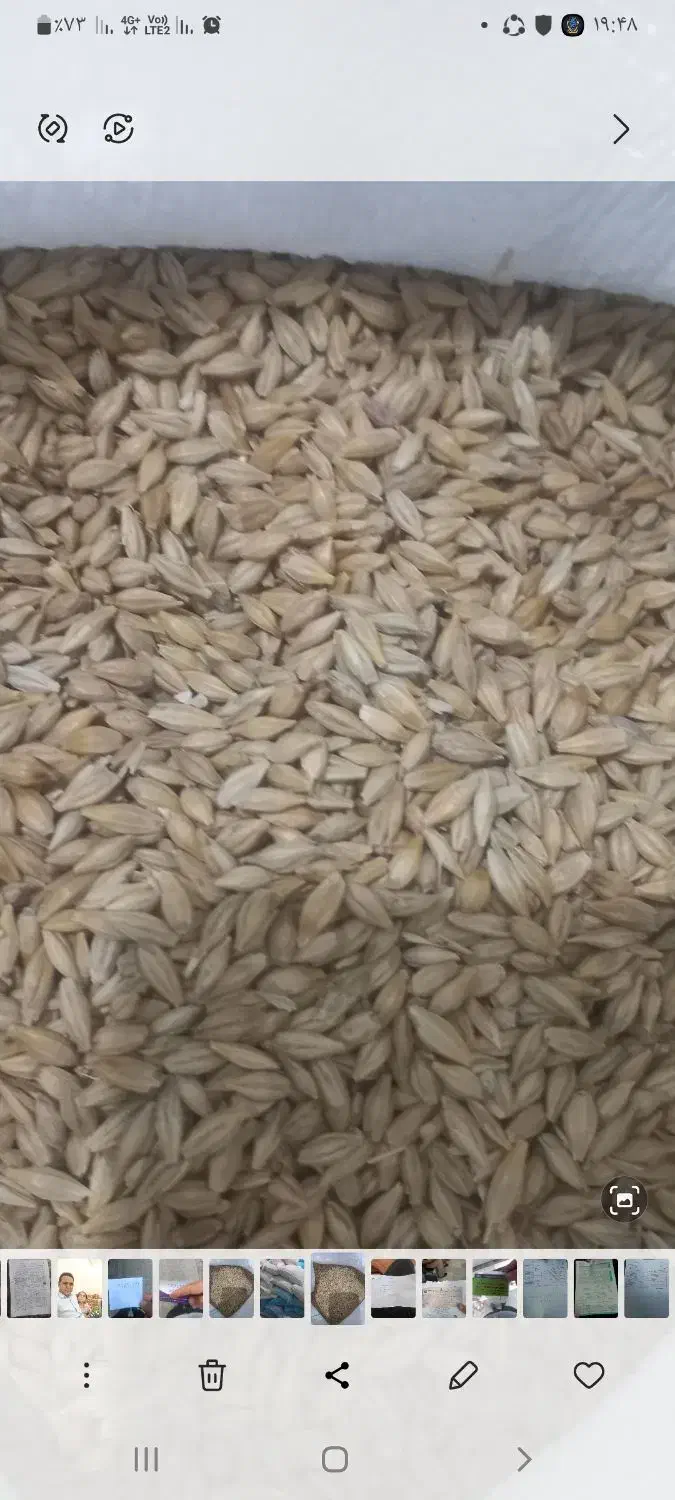 جوتمیز|لوازم جانبی حیوانات|مشگین شهر, |دیوار