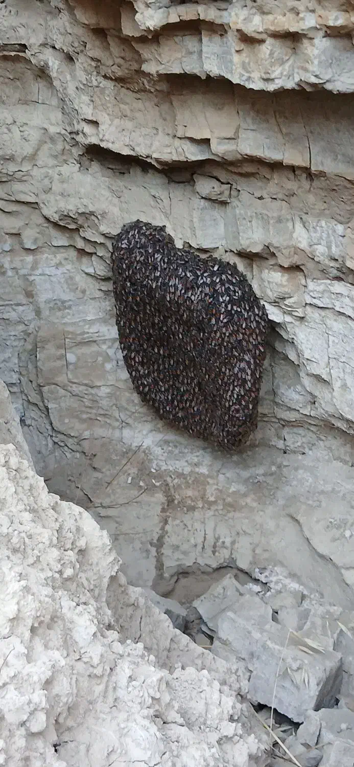 عسل طبیعی|خوردنی و آشامیدنی|دره شهر, |دیوار