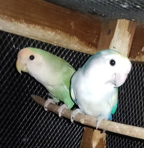 طوطی برزیلی|پرنده|ریز, |دیوار