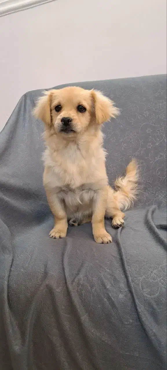 سگ پامر|سگ|مشهد, نیروی هوایی|دیوار