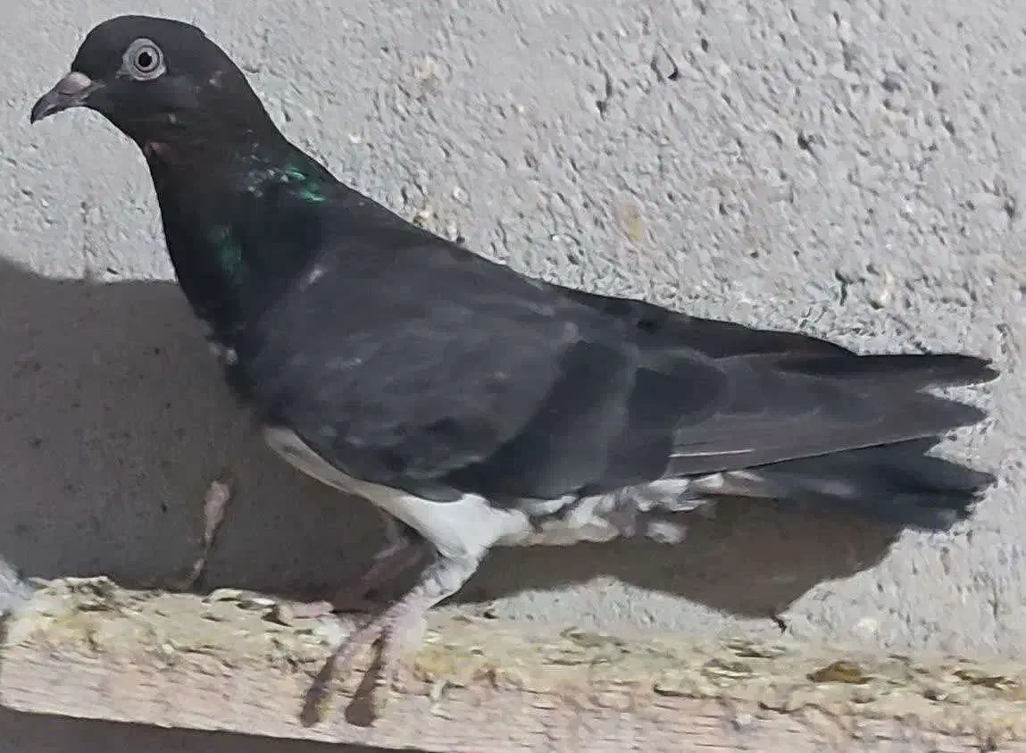 کبوتر|پرنده|کرج, فاز ۴ مهرشهر|دیوار