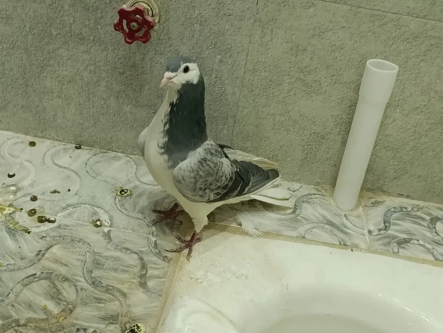 کفتر دمگیر نر|پرنده|شاهین‌شهر, گرگاب|دیوار