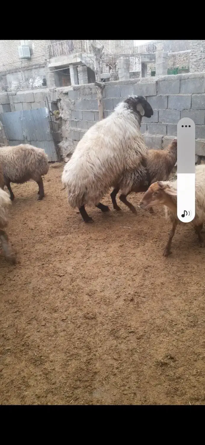 قوچ هترو ۳سال|حیوانات مزرعه|شیروان (خراسان), |دیوار