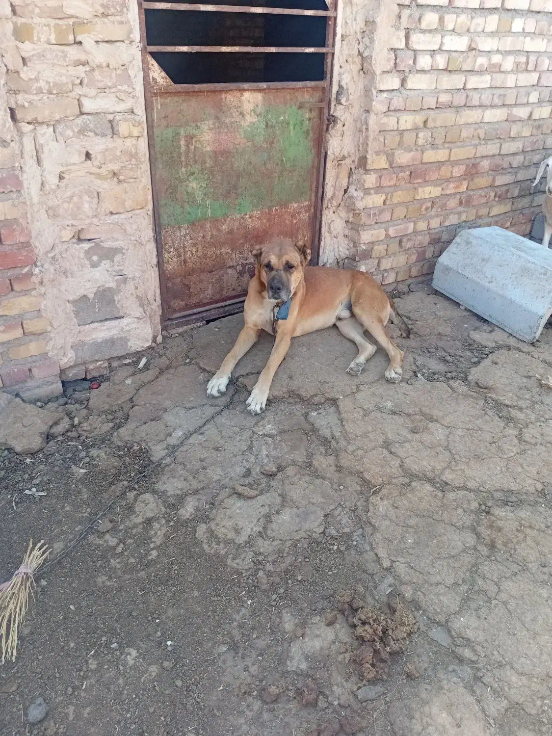 سگگله|سگ|تربت جام, جامرود|دیوار