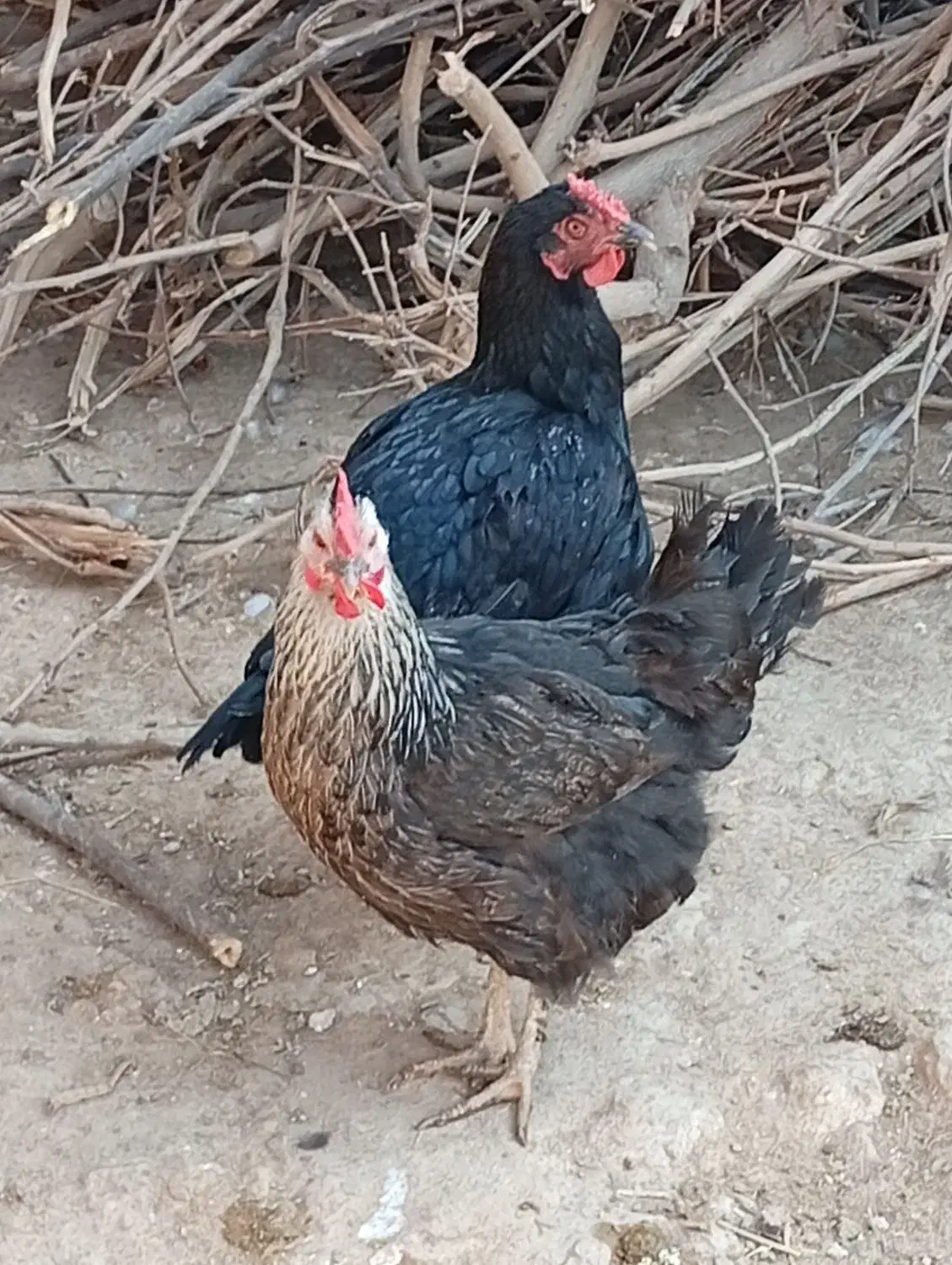 مرغ خروس اردک غاز|حیوانات مزرعه|گتوند, |دیوار