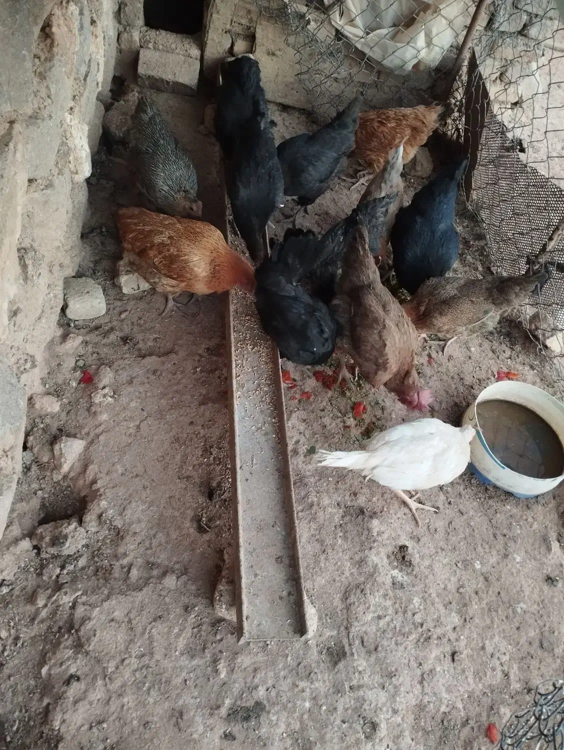 فروش مرغ|حیوانات مزرعه|فیروزآباد (لرستان), |دیوار