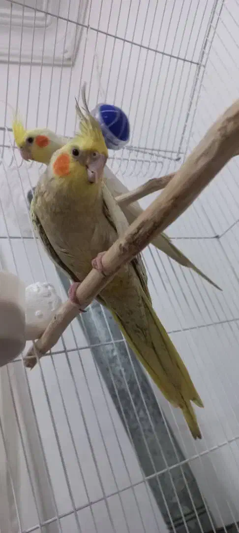 عروس هلندی|پرنده|رشت, کوی جام جم|دیوار