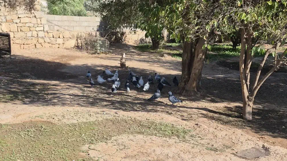 کبوتر رنگی|پرنده|اندیکا, |دیوار