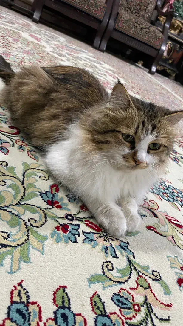 گربه مادر با ۳ تا بچه ۲ تا ماده ۱ نر|گربه|کرمان, |دیوار