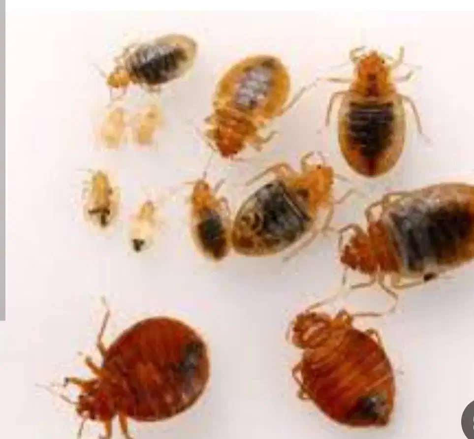 سم پاشی ساس و سمپاشی موریانه و سوسک|خدمات نظافت|بندرعباس, |دیوار