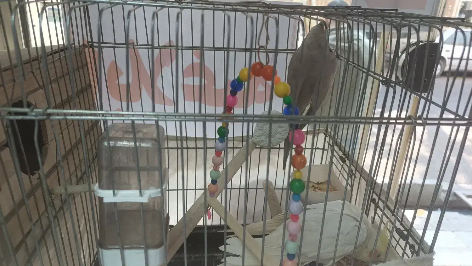 عروس هلندی جفت|پرنده|تهران, امام زاده عبدالله|دیوار