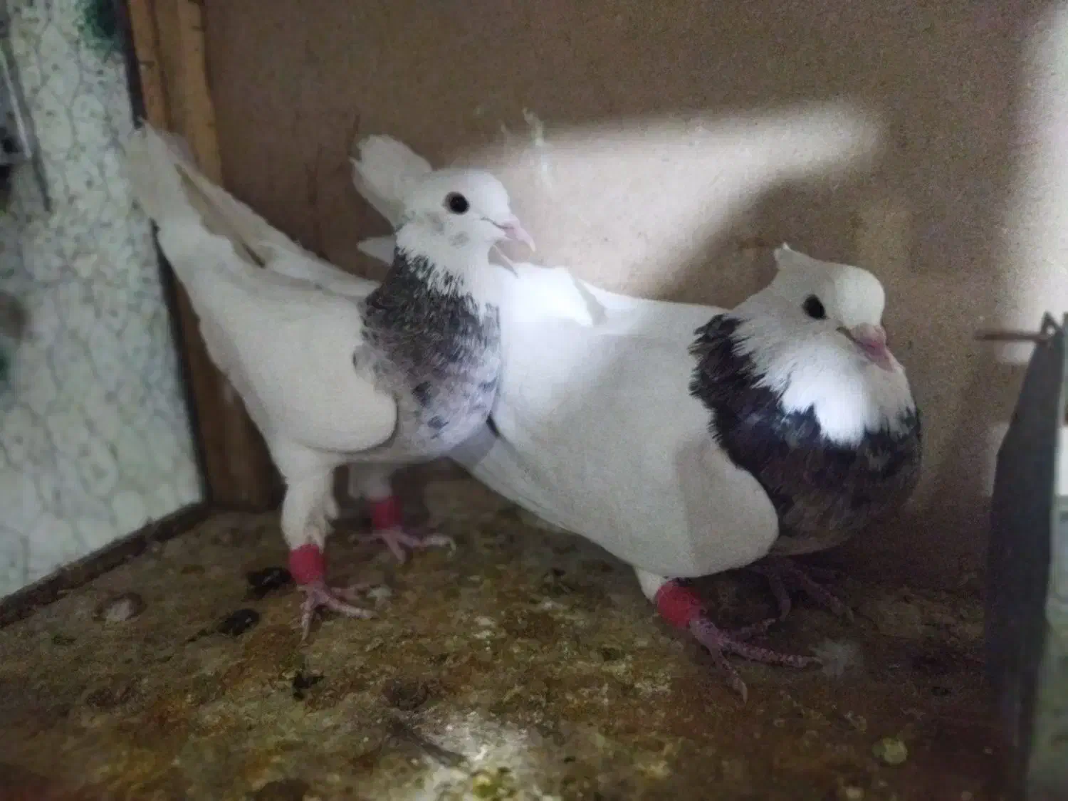 کفتر  شاپرک|پرنده|بهمن صغاد, |دیوار