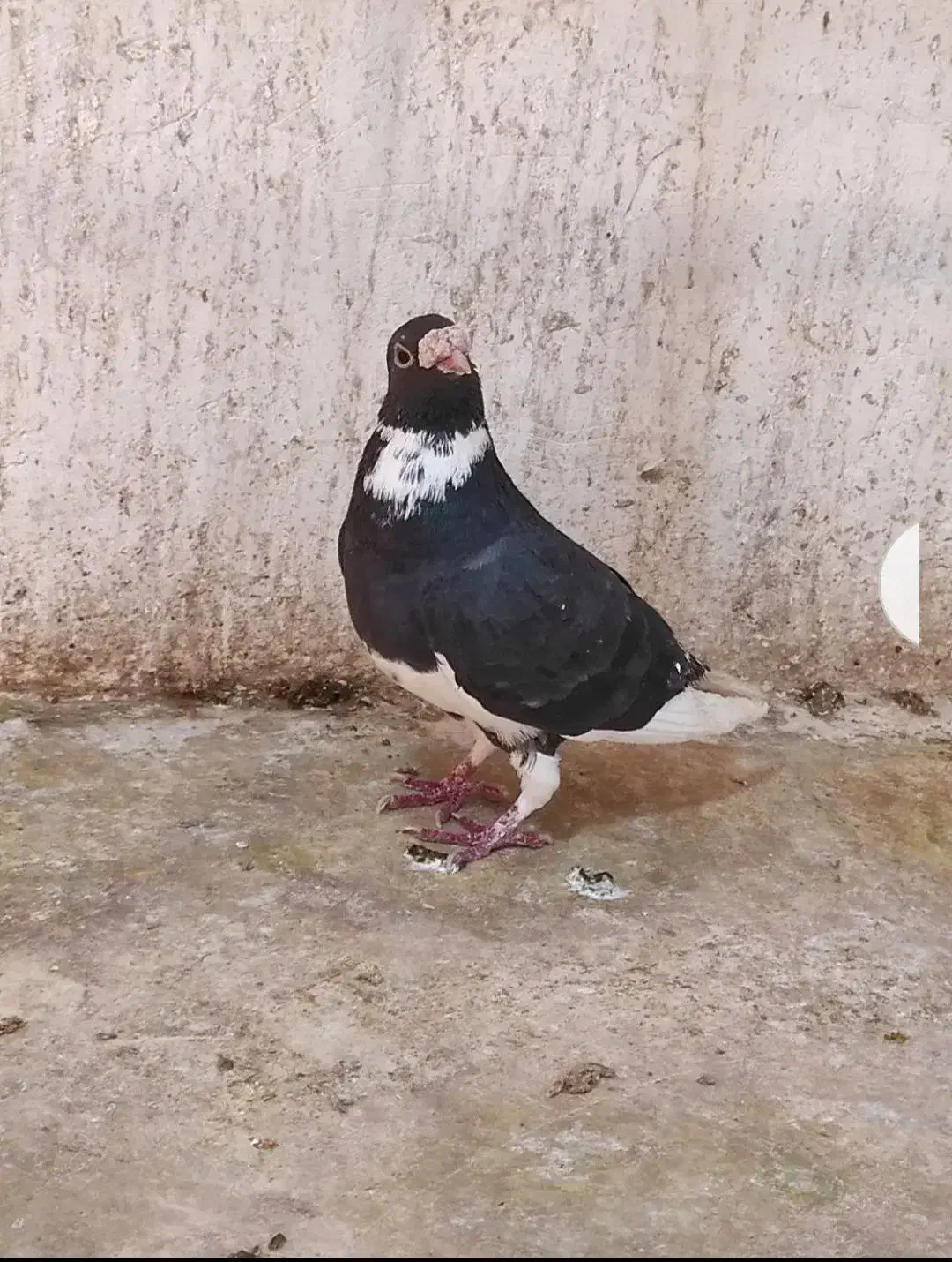 کبوتر|حیوانات|قوچان, |دیوار