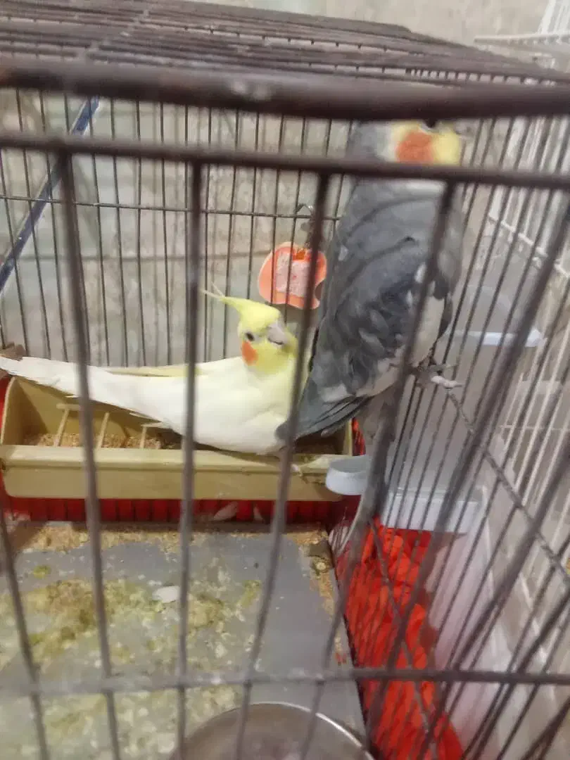 عروس هلندی|پرنده|ایرانشهر, |دیوار