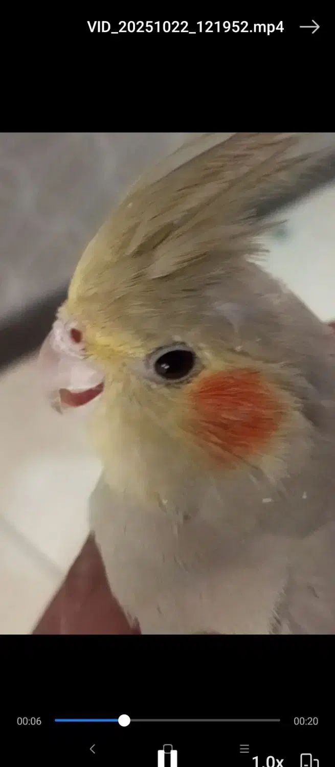 عروس هلندی|پرنده|کرج, شهرک فهمیده|دیوار