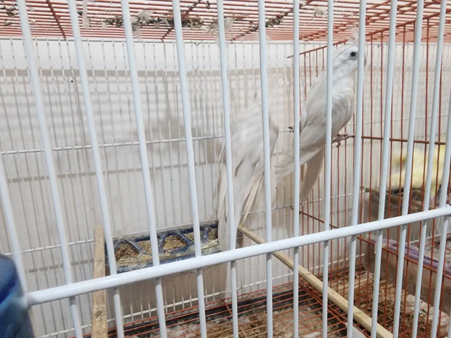 عروس هلندی البینیو|پرنده|گرگان, |دیوار